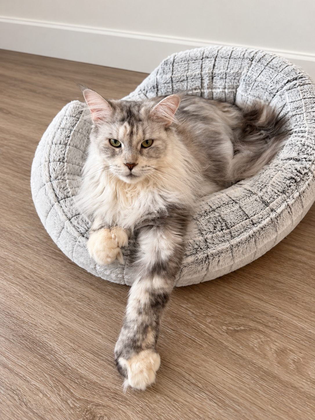 Valentina, a Coonigsegg breeding queen, resting in her bed