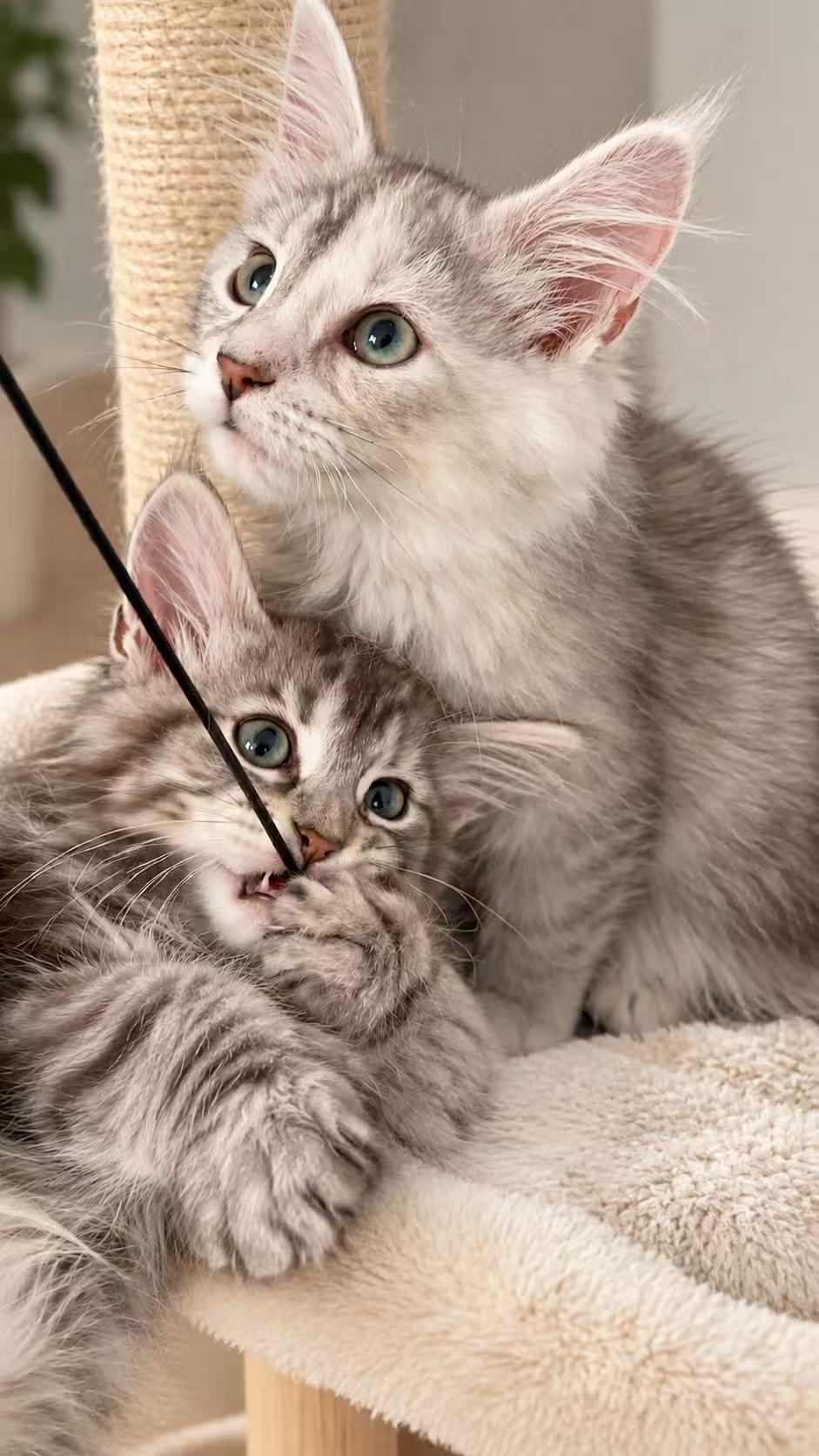 Two silver Maine Coon graduate kittens playing together