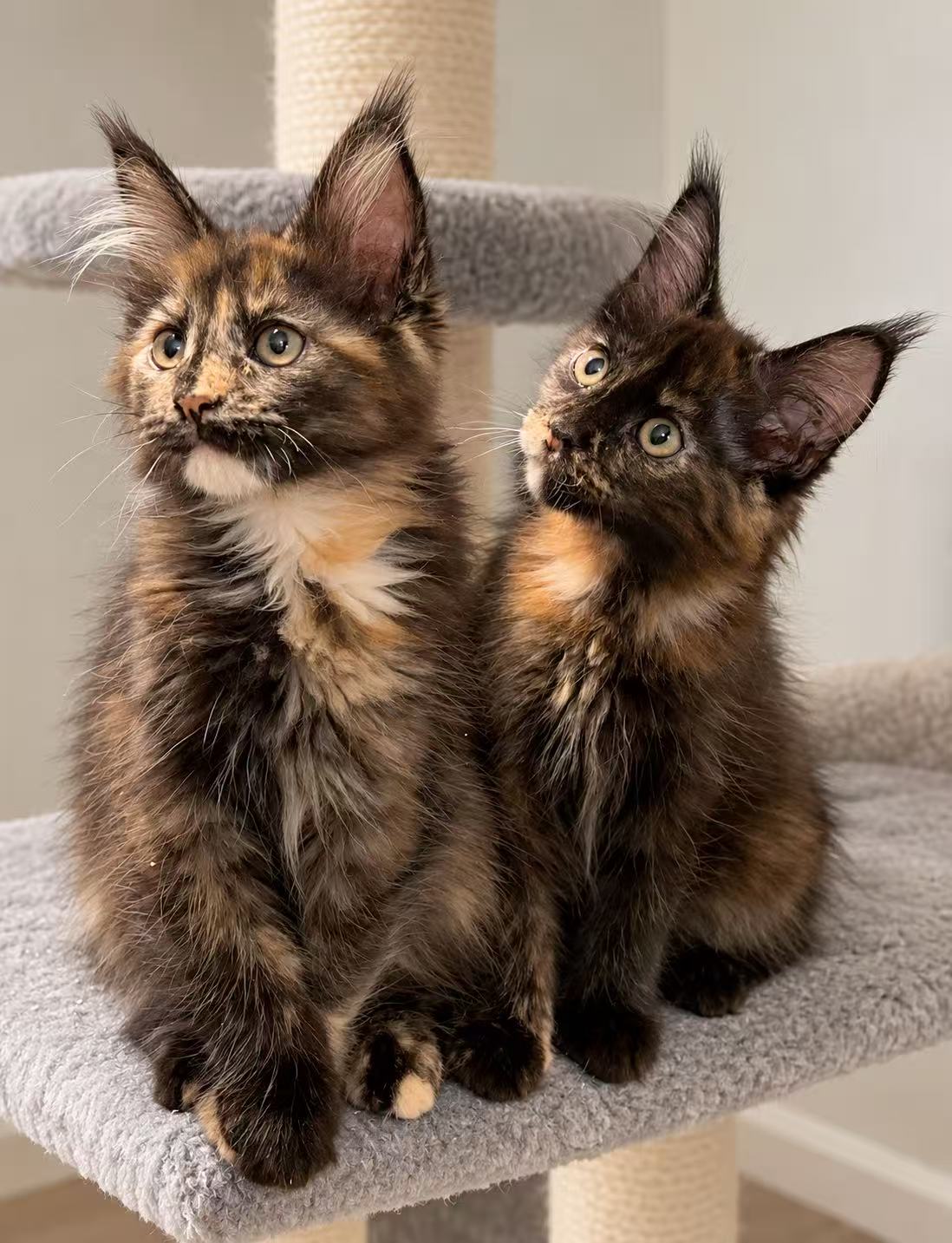 Two tortoiseshell Maine Coon graduate kittens
