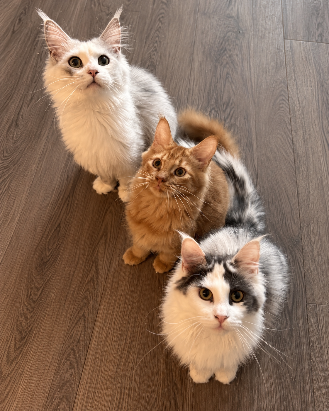 Three social Maine Coon cats looking up at the camera