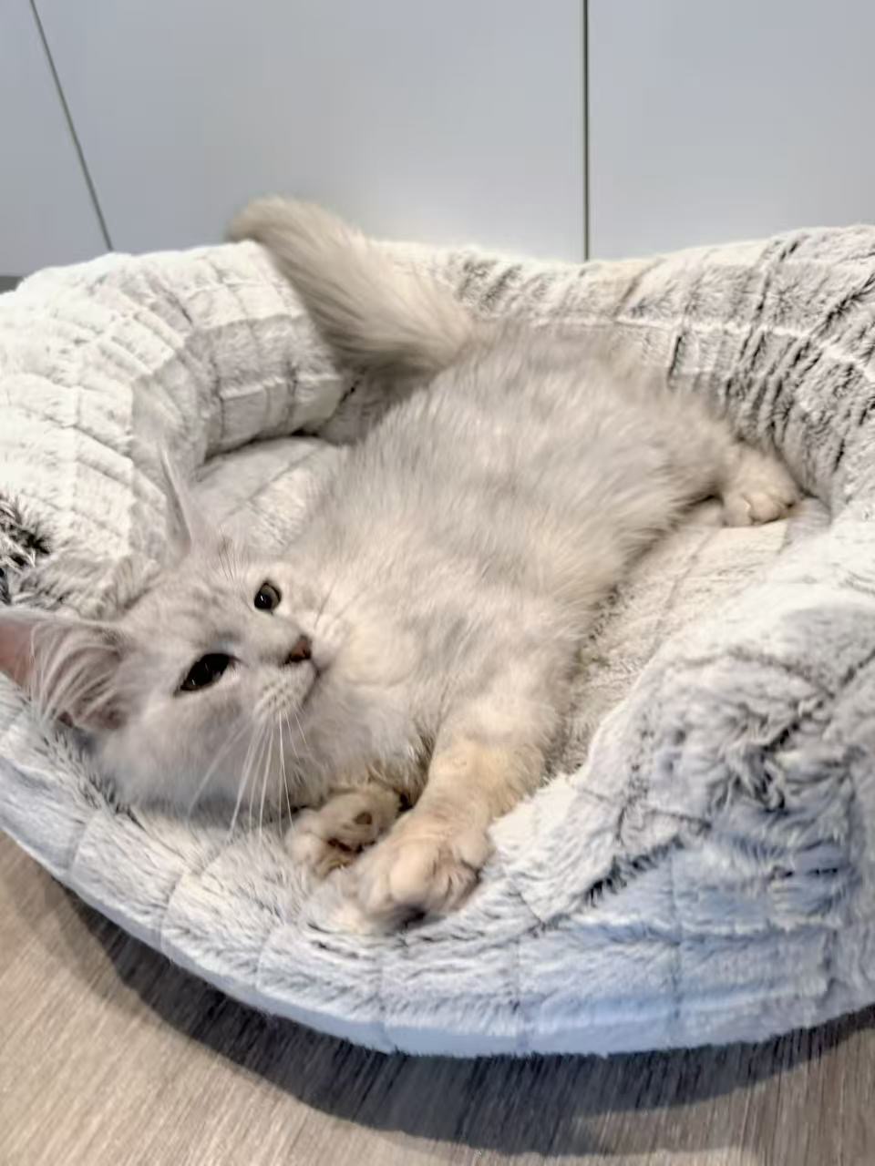 Biscuit, an available Maine Coon kitten