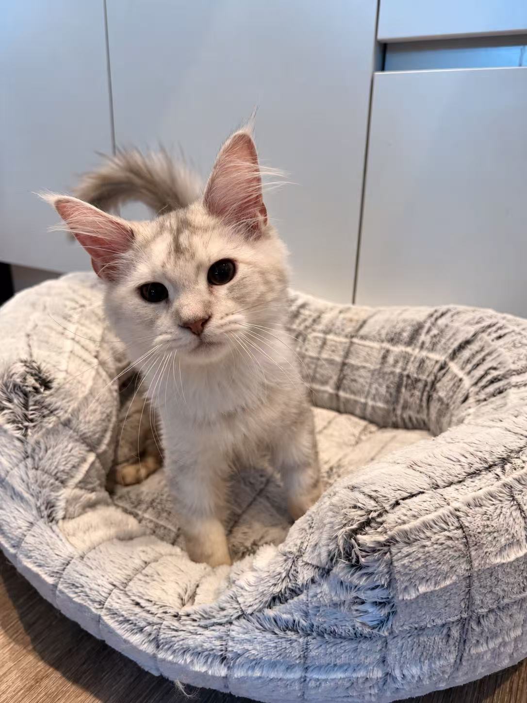 Luna, an available Maine Coon kitten