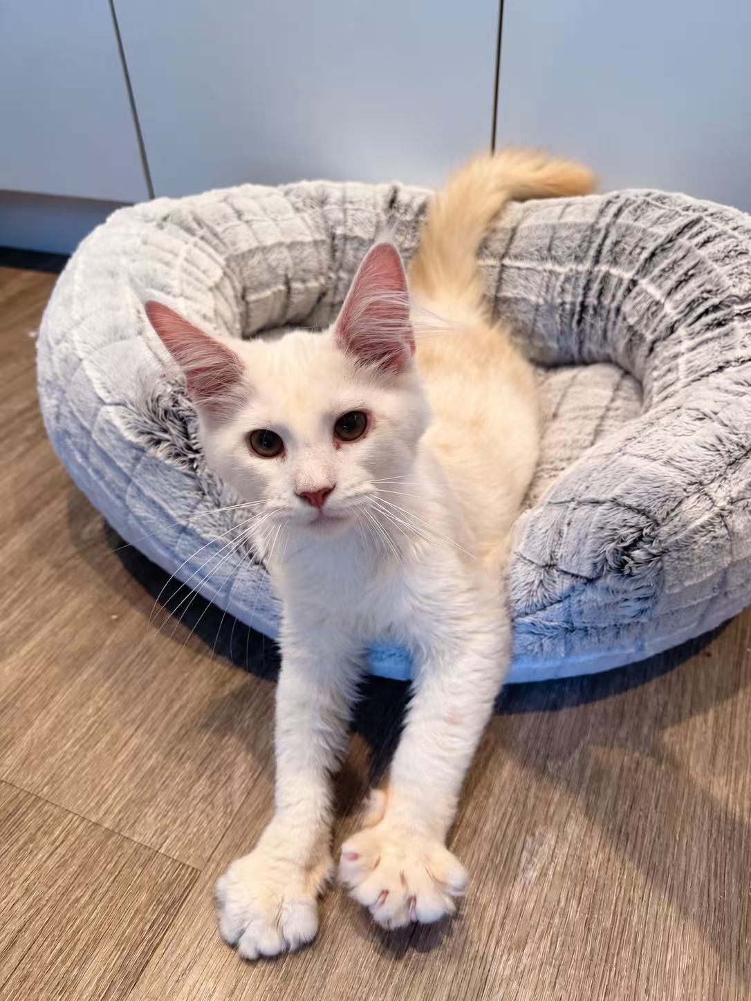 Teddy, an available Maine Coon kitten