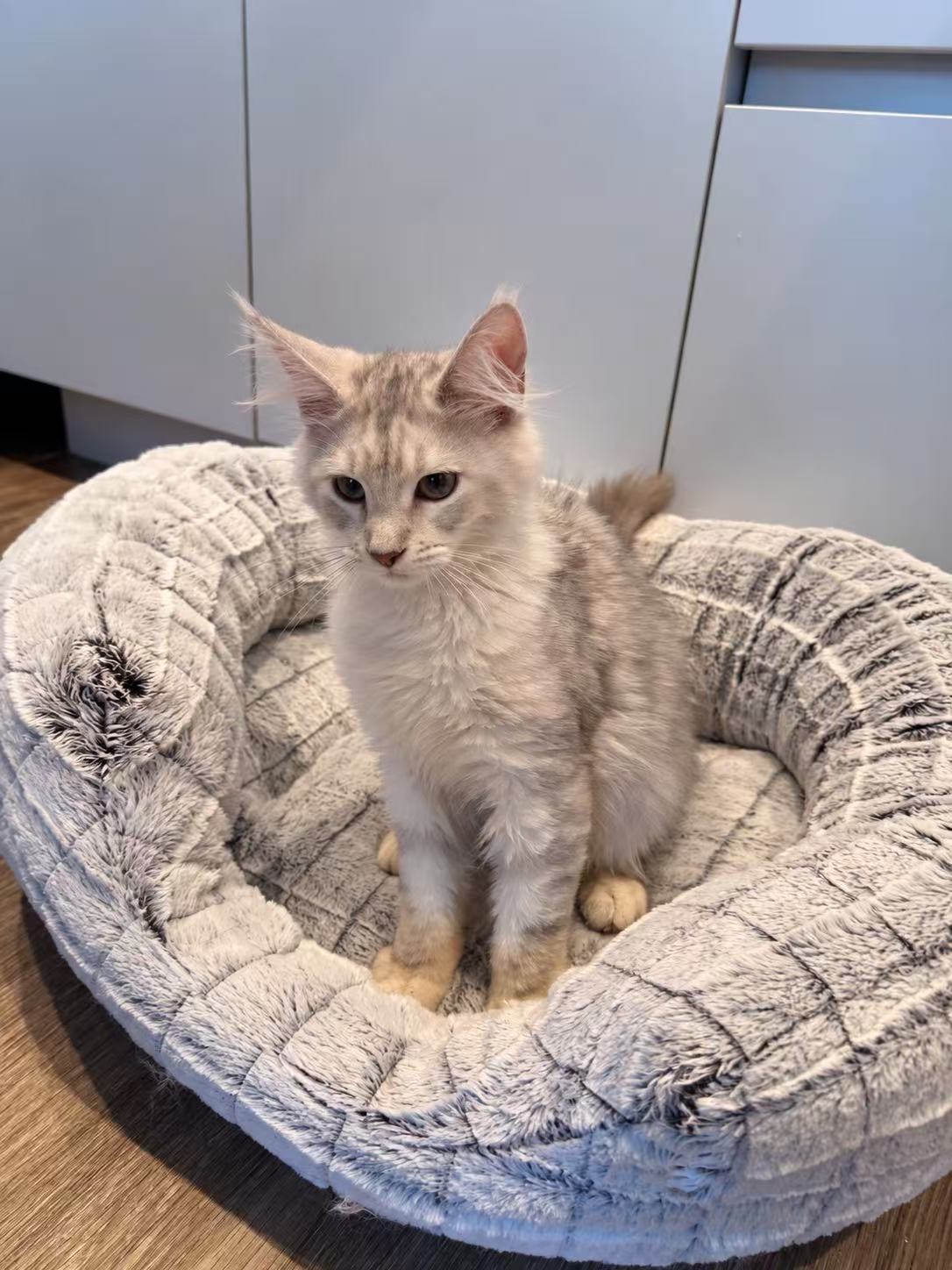 Maple, an available Maine Coon kitten