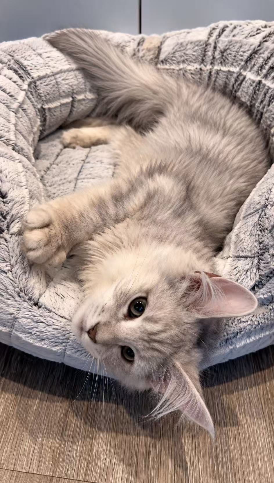 Poppy, an available Maine Coon kitten